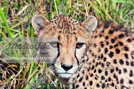 Cheetah, (Acinonyx jubatus), Namibia, Africa