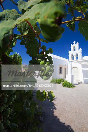 Grapes and church, Santorini, Cyclades, Greek Islands, Greece, Europe