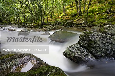 Rocky River Plym traversant Dewerstone Wood en été, le Parc National de Dartmoor, Devon, Angleterre, Royaume-Uni, Europe