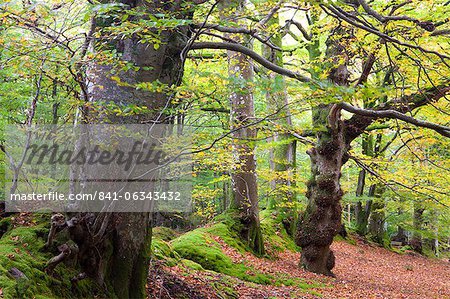 Herbstfarben in Horner Holz, Exmoor-Nationalpark, Somerset, England, Vereinigtes Königreich, Europa