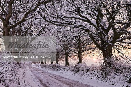 Bordée d'arbres chemin de campagne chargé de neige, Exmoor, Somerset, Angleterre, Royaume-Uni, Europe