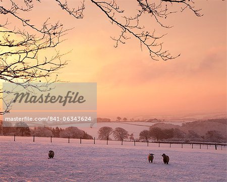 Moutons paissent dans un champ couvert de neige sous un ciel de l'aube ardente, Exmoor, Somerset, Angleterre, Royaume-Uni, Europe