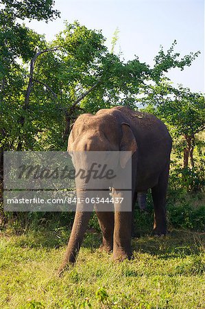 Asiatic elephant (elephas maximus maximus), Uda Walawe National Park, Sri Lanka, Asia