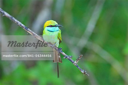 Little green bee-eater (merops orientalis), Yala National Park, Sri Lanka, Asia