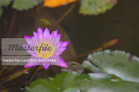 Blue star nénuphar (fleur de lotus bleu) (Nymphaea stellata), fleur nationale du Sri Lanka, Asie