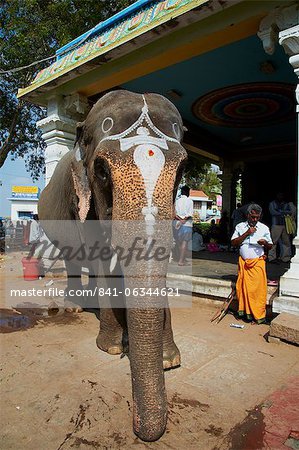 Benediction of elephant, Sri Jambukeshwara temple, Tiruchirappalli (Trichy), Tamil Nadu, India, Asia