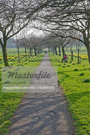 Jonquilles sur le chien errant, Harrogate, North Yorkshire, Angleterre Jonquilles sur le chien errant, Harrogate, North Yorkshire, Angleterre