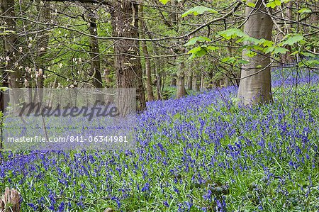 Glockenblumen in Middleton Wäldern nahe Ilkley, West Yorkshire, Yorkshire, England, Vereinigtes Königreich, Europa