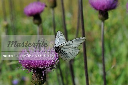 Noir veiné blanc papillon (Aporia crataegi) guidage pannoniques chardon des champs (Cirsium pannonicum), Alpes juliennes, Slovénie, slovène, europe, Europe