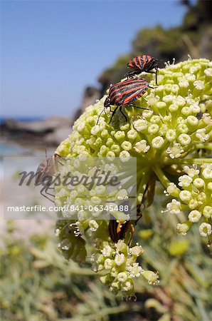 Italien rayé pentatomes (Graphosoma lineatum italicum) sur salicorne rock (Crithmum maritimum), Samos, Grèce