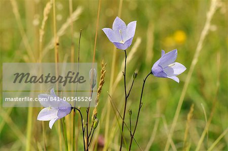 Campanule à feuilles rondes (Campanula rotundifolia) fleurit en craie Prairie meadow, Wiltshire, Angleterre, Royaume-Uni, Europe