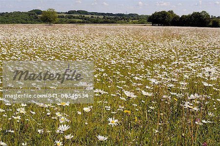 Tapis denses de marguerites d'oeil de boeuf ou de Marguerites (Leucanthemum vulgare) dans la prairie de foin, Wiltshire, Angleterre