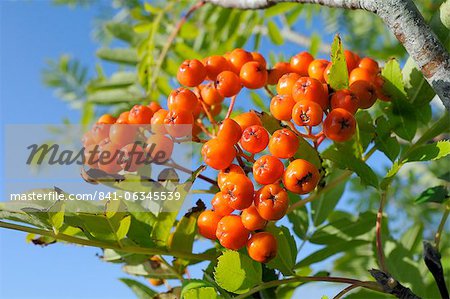 Rowan (sorbier) (Sorbus aucuparia) berry cluster, Wiltshire, Angleterre, Royaume-Uni, Europe