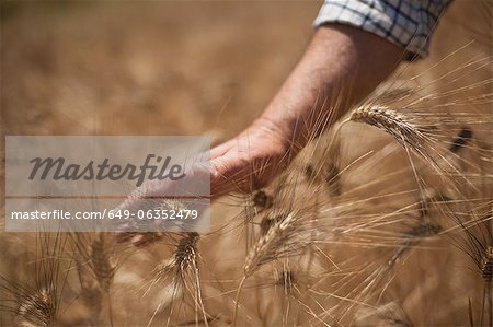 Nahaufnahme von Händen untersuchen Weizen Stiele