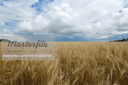 Clouds over field of tall grass