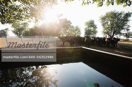 Cows in field by water tank