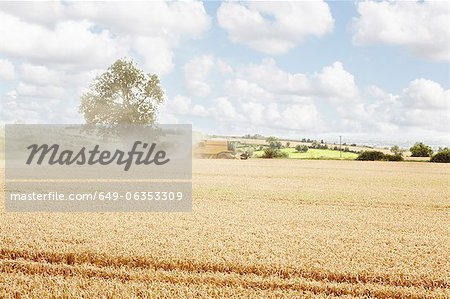 Paths carved in crop field