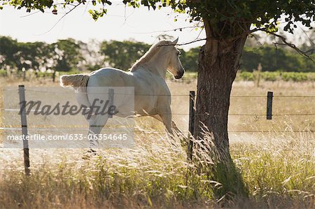 Cheval en cours d'exécution dans le domaine