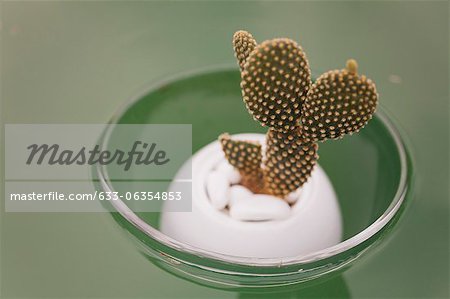 Cactus (Opuntia dicrodasys) in bowl, floating on water