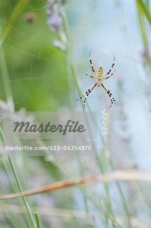 Araignée de guêpe (Argiope frelon)