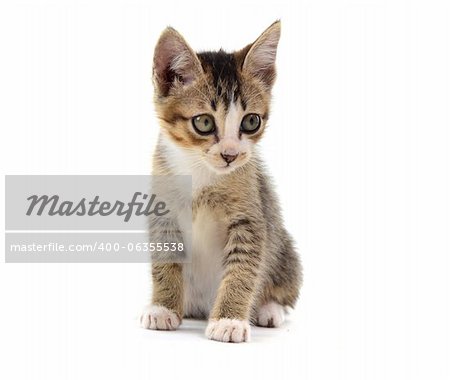 malaysian stray kitten isolated on white