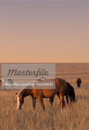 Horses grazing in evening pasture