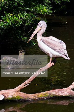 Young Dalmatian Pelican standing on a tree in water