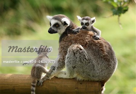 Close up of a mother Ring-Tailed Lemur and her babies