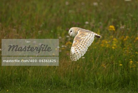 Close up of a Barn Owl flying over a wild flower meadow in rain