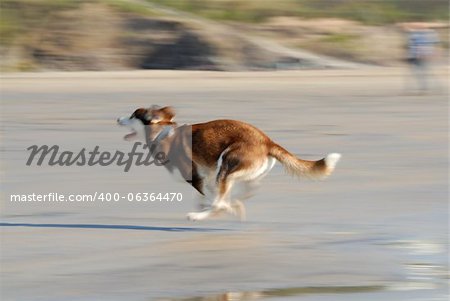 Motion blur photo of dog running fast