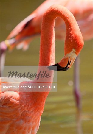 Image of a flamingo preening his feathers. The bird is standing on two legs with its beak buried in its feathers