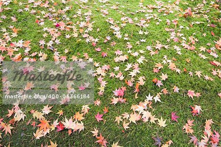 Fallen Maple Tree Leaves on Field of Moss in Autumn Background