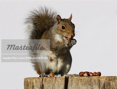 Portrait of a Grey Squirrel eating hazelnuts on a log