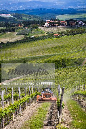 Vignoble, Chianti, Toscane, Italie