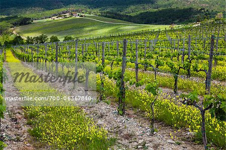 Vignoble, Chianti, Toscane, Italie