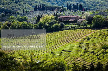 Overview of Vineyards, Chianti, Tuscany, Italy