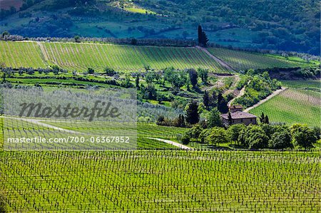 Panzano in Chianti, Chianti, Tuscany, Italy