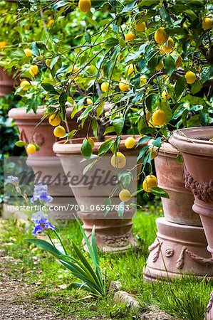 Citronniers à Panzano, Chianti, Toscane, Italie