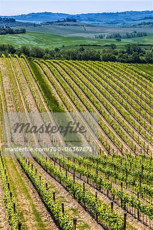 Vineyards, Lilliano, Chianti, Tuscany, Italy
