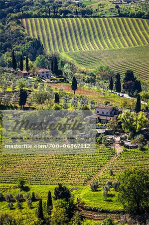 Vineyard, San Gimignano, Siena Province, Tuscany, Italy Vineyard, San Gimignano, Siena Province, Tuscany, Italy