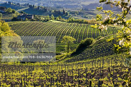 Vignoble, San Gimignano, Province de Sienne, Toscane, Italie