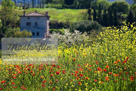 Blumenfeld und House, San Gimignano, Provinz Siena, Toskana, Italien