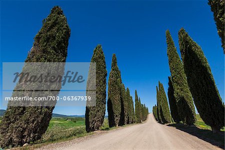 Tree-Lined Road, Montalcino, Val d'Orcia, Tuscany, Italy