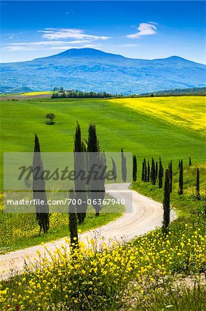 Route bordée d'arbres et prés, Montalcino, Toscane, Italie