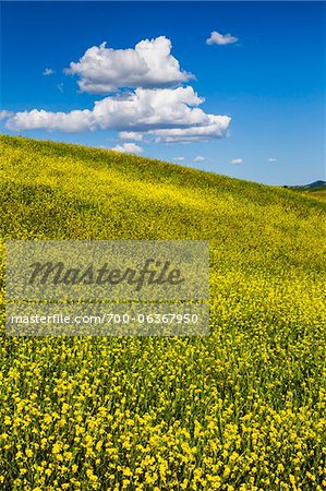 Champ de fleurs de Canola, San Quirico d'Orcia, Province de Sienne, Toscane, Italie