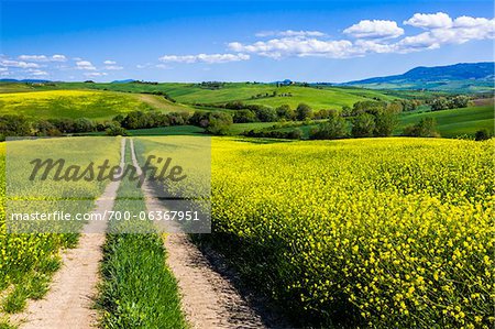 Route à travers champ de fleurs de Canola, San Quirico d'Orcia, Province de Sienne, Toscane, Italie