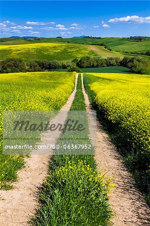 Road Through Field of Canola Flowers, San Quirico d'Orcia, Province of Siena, Tuscany, Italy