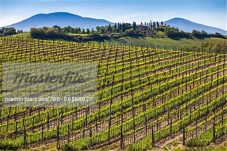 Weinberg, Montalcino, Val d ' Orcia, Provinz Siena, Toskana, Italien Weinberg, Montalcino, Val d ' Orcia, Provinz Siena, Toskana, Italien