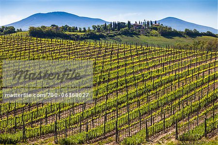 Vignoble, Montalcino, Val d'Orcia, Province de Sienne, Toscane, Italie