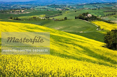 Colline couverte de canola, Montalcino, Val d'Orcia, Province de Sienne, Toscane, Italie